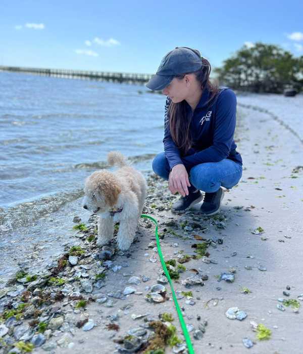 Puppy enjoying a beach training session as part of the board and train program at Goldstar Puppy Academy in Port Saint Lucie, FL, with expert training services on the Treasure Coast.