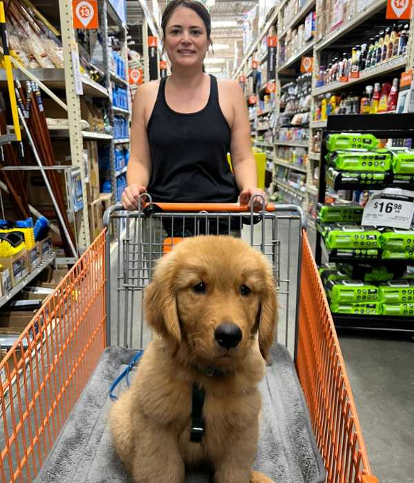 Golden Retriever puppy sitting in a shopping cart during an outing as part of Goldstar Puppy Academy’s board and train program in Port Saint Lucie, FL, focusing on real-world socialization