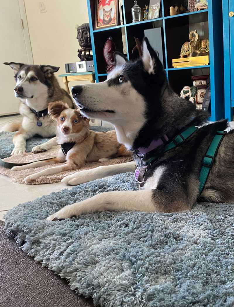 Three attentive dogs relaxing during board and train at Goldstar Puppy Academy in Fort Pierce, FL, part of the expert dog training services offered on the Treasure Coast.