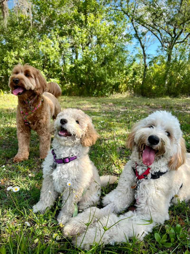 Three happy puppies enjoying outdoor time during the board and train program at Goldstar Puppy Academy in Vero Beach, FL