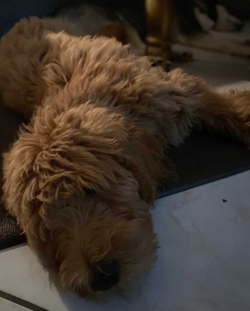 relaxed puppy resting during the board and train program at Goldstar Puppy Academy in Port St Lucie, FL, offering expert dog training services on the Treasure Coast