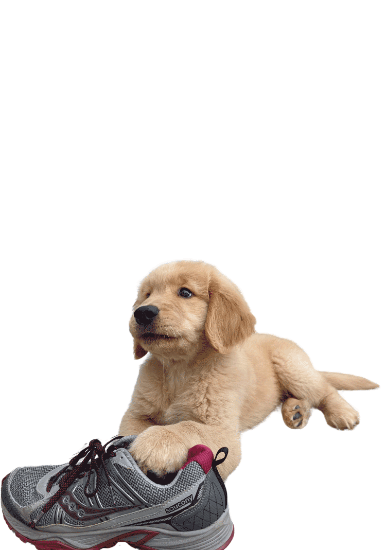 a Puppy in training at Goldstar Puppy Acaemy in Fort Pierce, FL