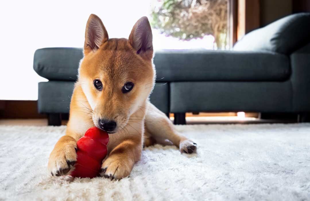 Shiba Inu puppy chewing on a red toy while lying on a soft rug, illustrating safe playtime for puppies - Goldstar Puppy Academy.