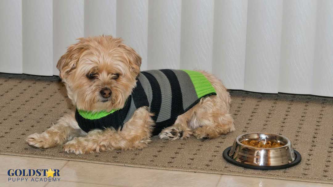 Small dog wearing a green and black sweater lying next to a food bowl, demonstrating a relaxed, safe feeding environment to prevent resource guarding - Goldstar Puppy Academy