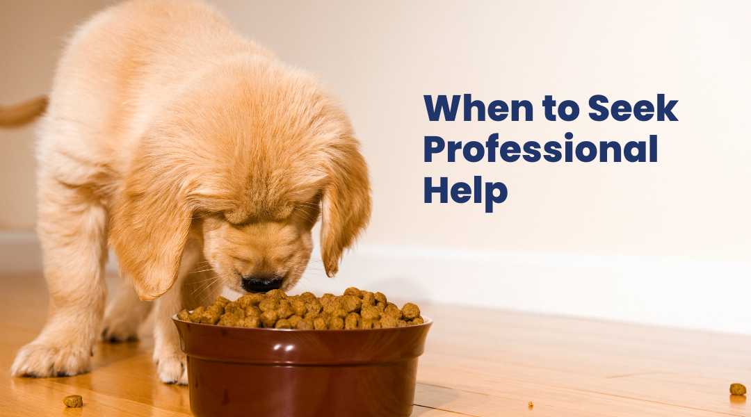 Golden retriever puppy eating kibble from a bowl with text 'When to Seek Professional Help' indicating the importance of addressing resource guarding early – Goldstar Puppy Academy