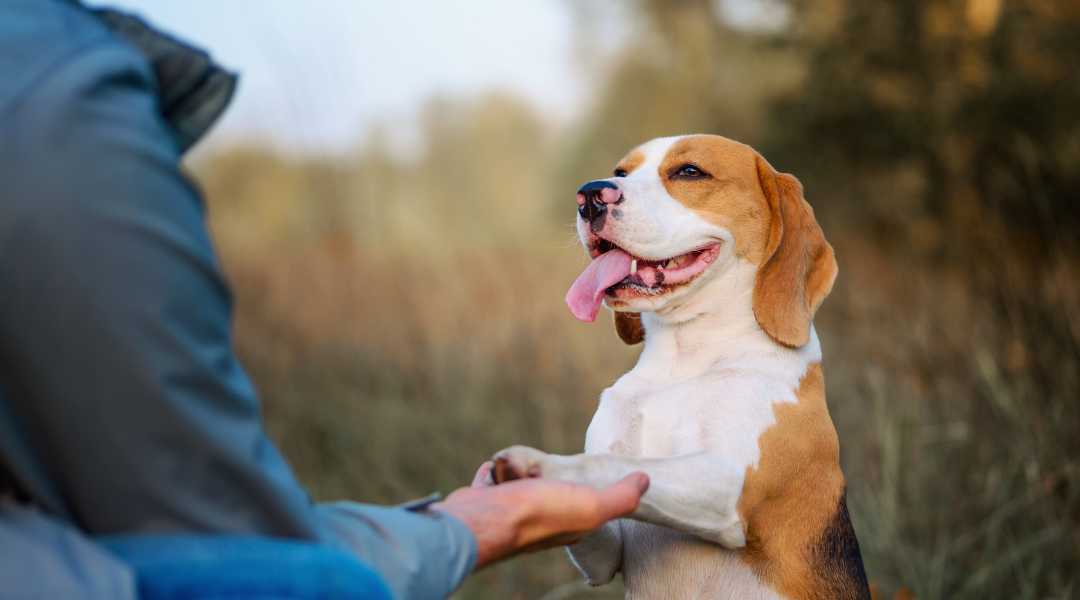 Board and Train Dogs follow up support