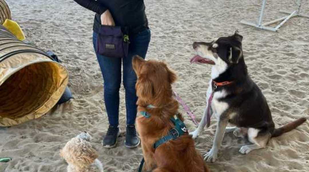 Board and Train Dogs in Sebastian FL