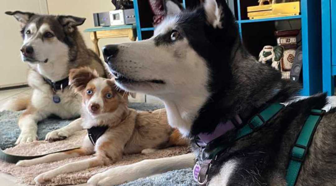 Board and Train Dogs