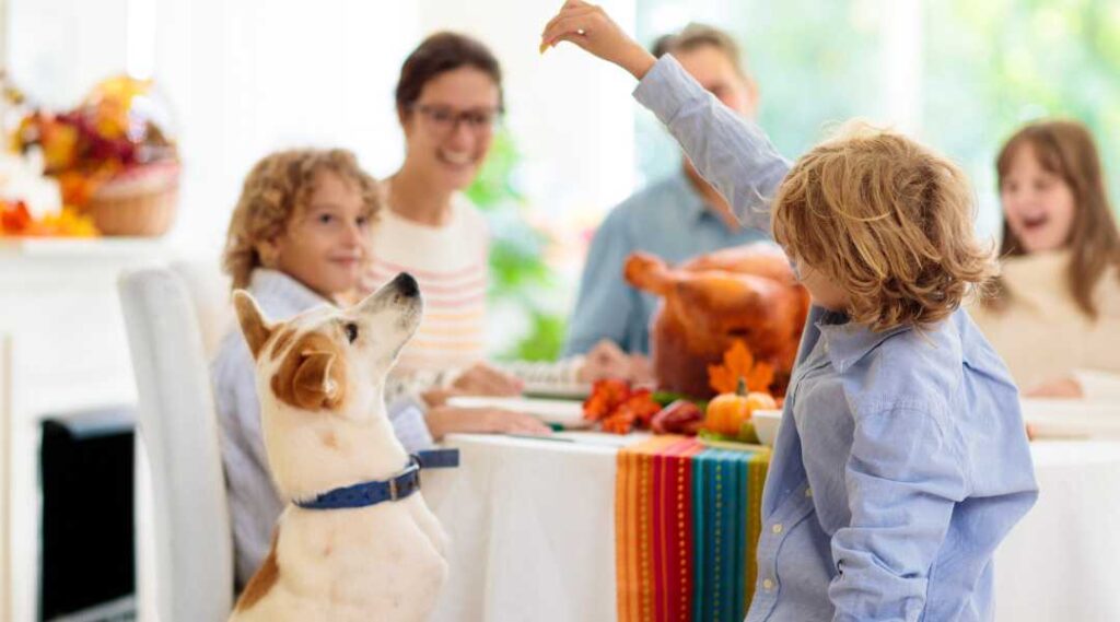 Can Dogs Eat Turkey? A Fresh Look at Thanksgiving Safety for 2025
