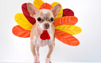 Can Dogs Eat Turkey? 5 Safety Tips Every Pet Owner Should Know