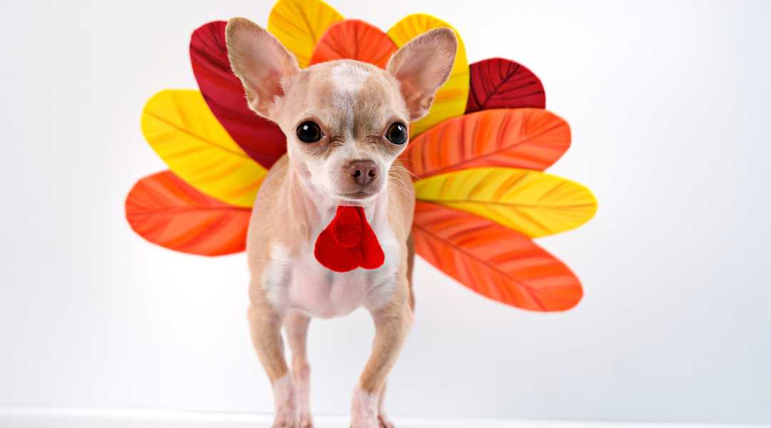 Can Dogs Eat Turkey on Thanksgiving