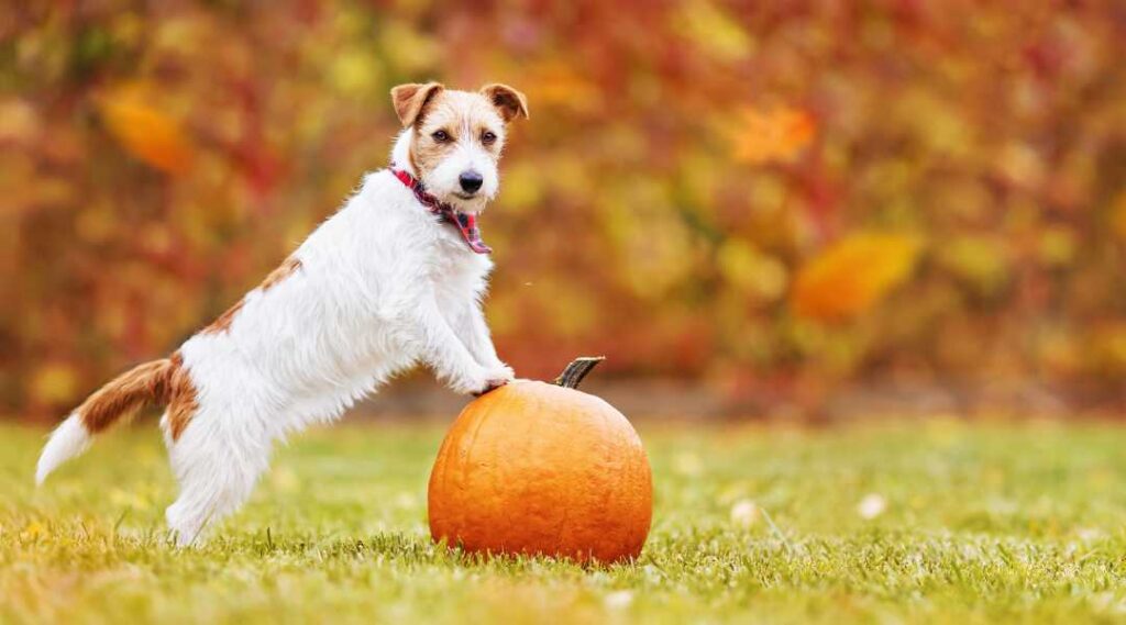 Jack Russell leaning on a pumpkin in the grass on Thanksgiving day