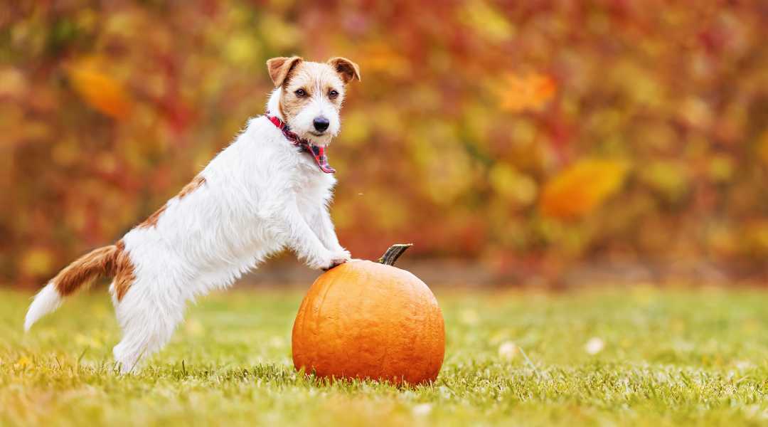 Can Dogs Eat Turkey Alternative Treats