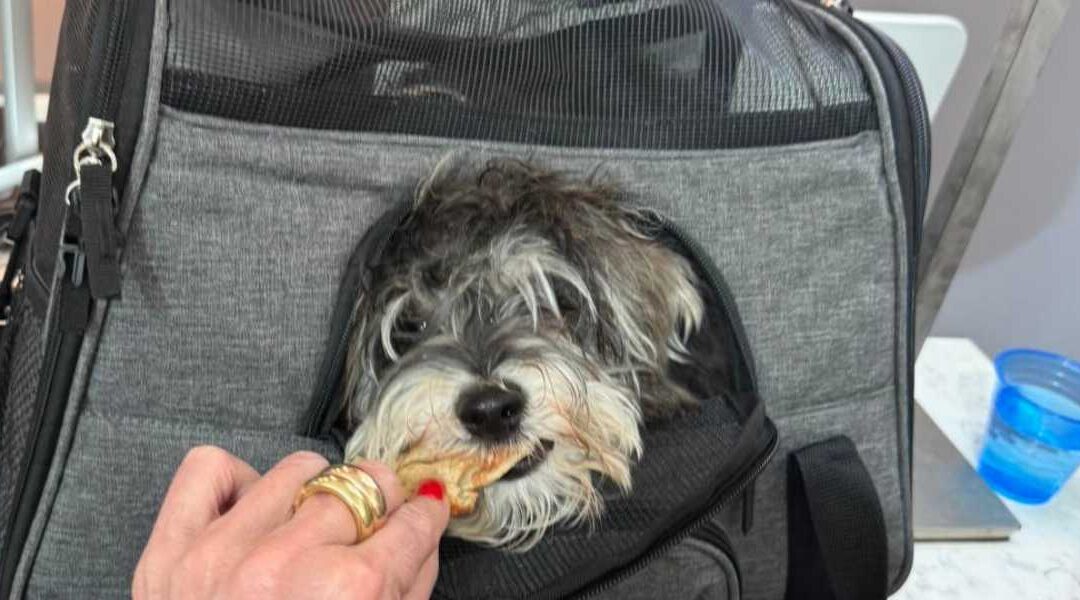 Everything You Need to Know About Flying with Your Dog: Airline Policies & Travel Hacks