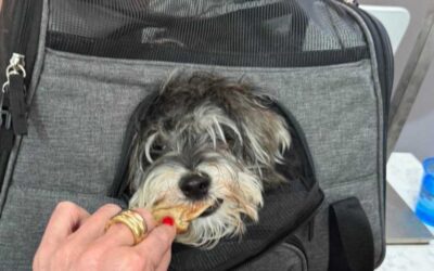 Everything You Need to Know About Flying with Your Dog: Airline Policies & Travel Hacks