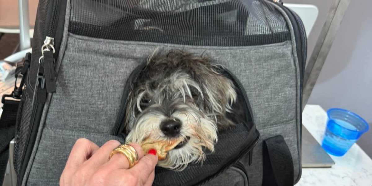 Dog in a travel carrier at the airport