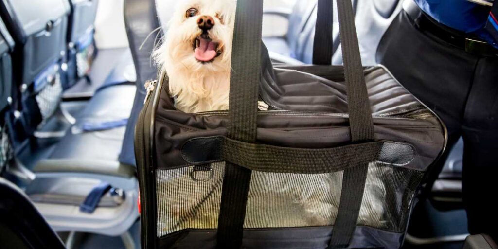 Dog in an airline-approved carrier in airplane seat