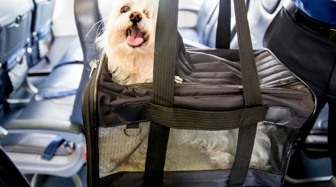 Everything You Need to Know About Flying with Your Dog: Airline Policies & Travel Hacks