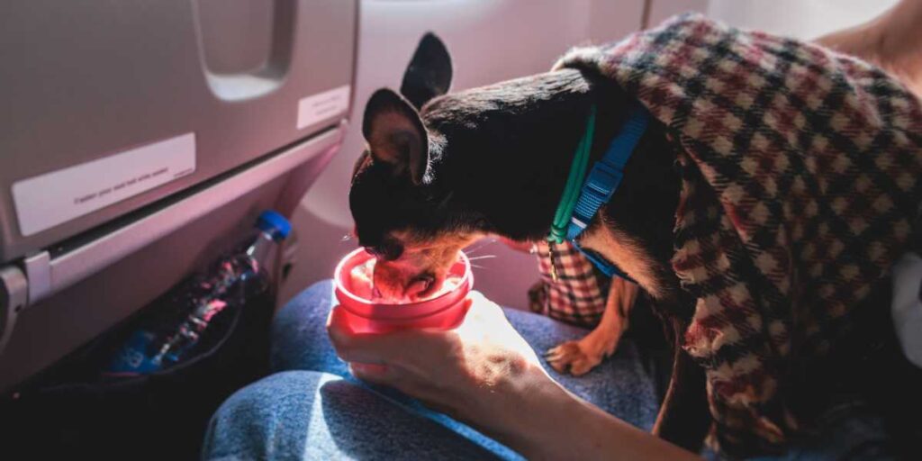 Checklist for flying with a dog