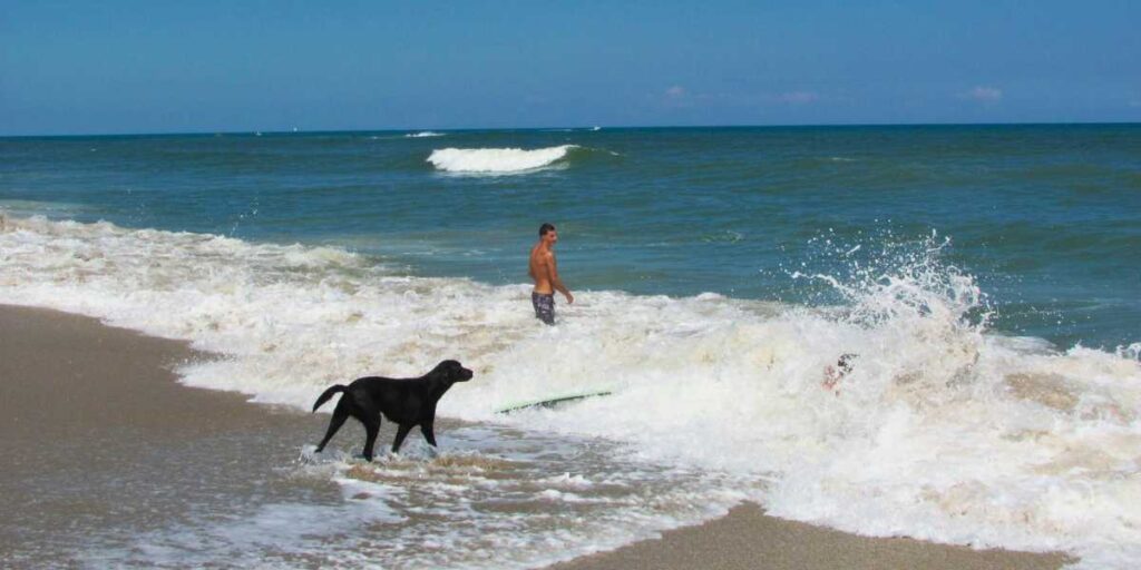 Black lab enjoying a pet-friendly beach day in Vero Beach, Florida