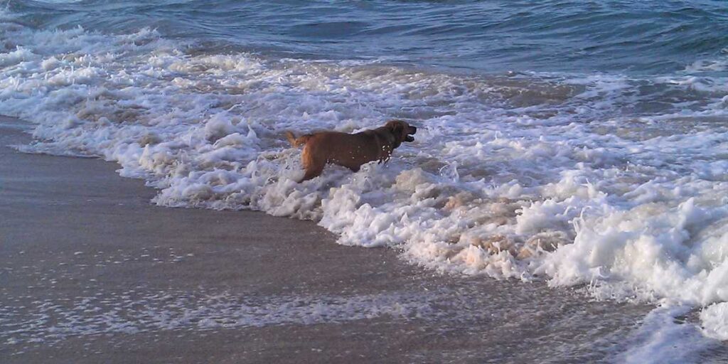 Dog playing in the waves at a pet-friendly beach in Vero Beach, Florida