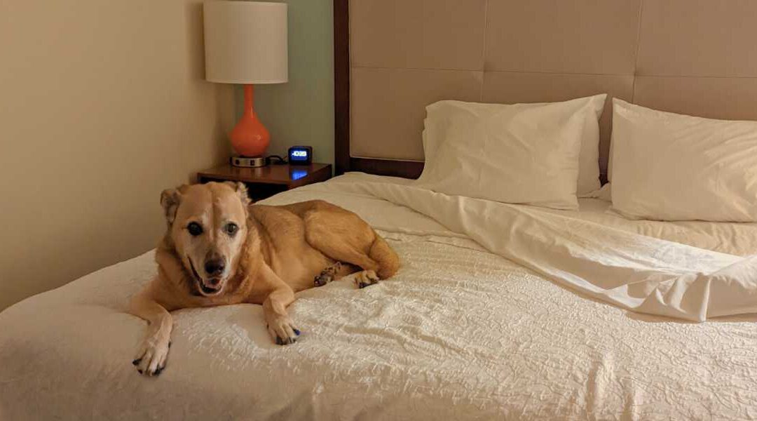 The Top Dog-Friendly Hotels & Beaches on the Treasure Coast