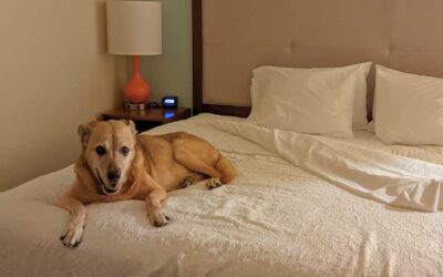 The Top Dog-Friendly Hotels & Beaches on the Treasure Coast