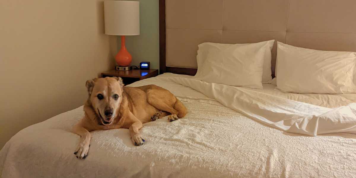 Dog lounging on a pet-friendly hotel bed at Staybridge Suites in Vero Beach