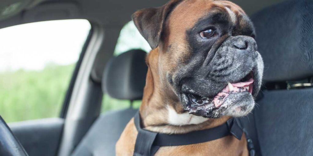 Boxer dog wearing a seatbelt harness in the front seat for secure and safe car travel.