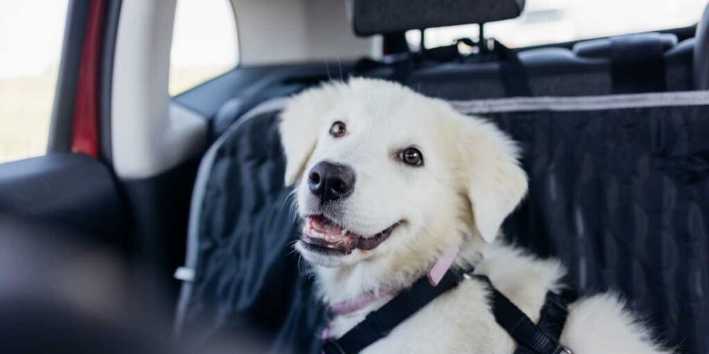 Dog travel safety checklist