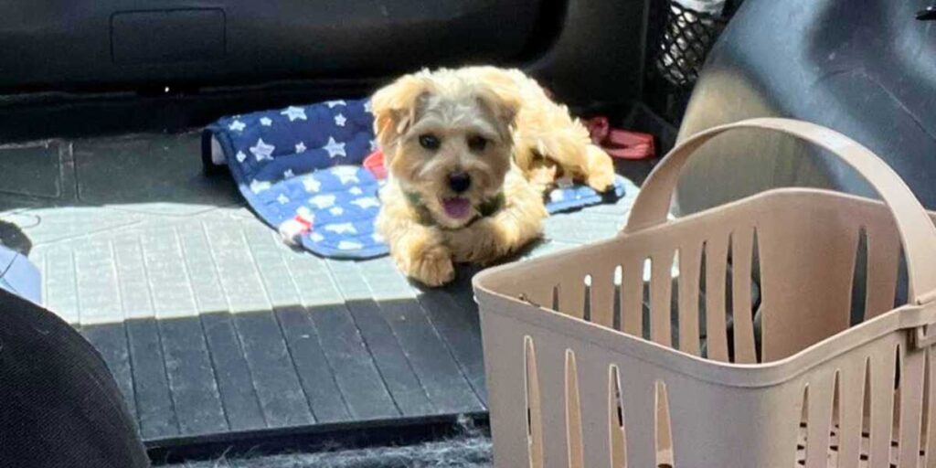 Small terrier resting in the back of an SUV on a travel mat, demonstrating a comfortable road trip setup.