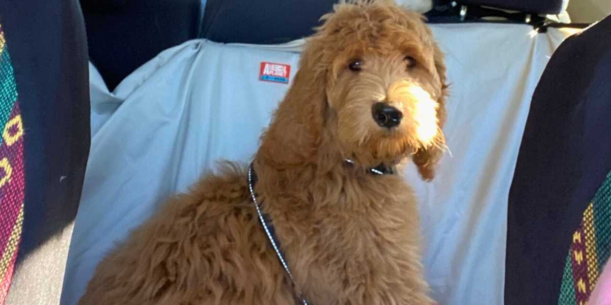 Dog enjoying a car ride with safety harness