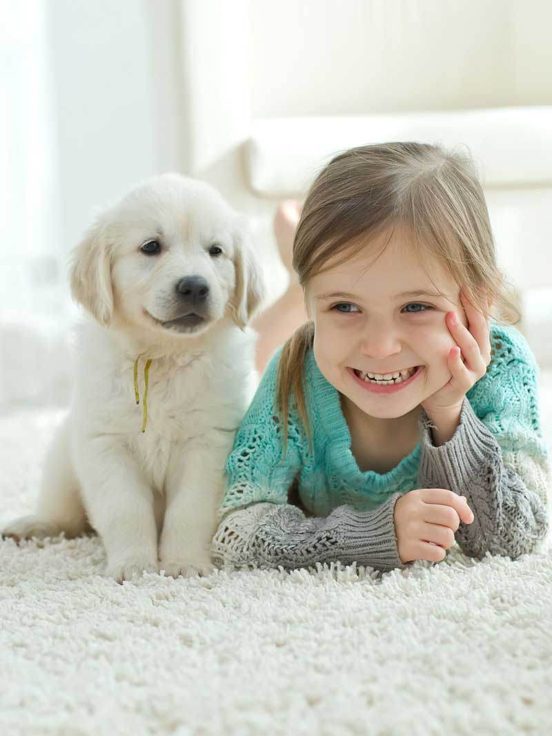 golden-retriever-puppy-with-girl Adorable Golden Retriever puppy sitting next to a smiling young girl on a soft white carpet.
