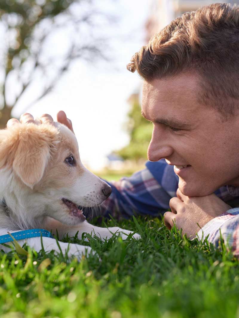 appy puppy wearing a blue harness bonding with its owner during outdoor training on grass.