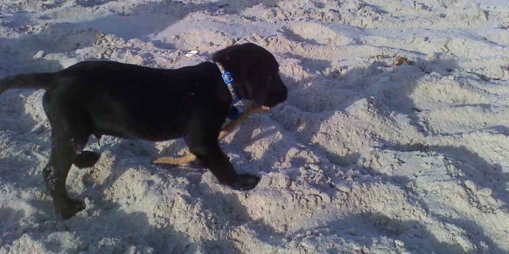 Puppy playing in the sand at a pet-friendly beach in Vero Beach