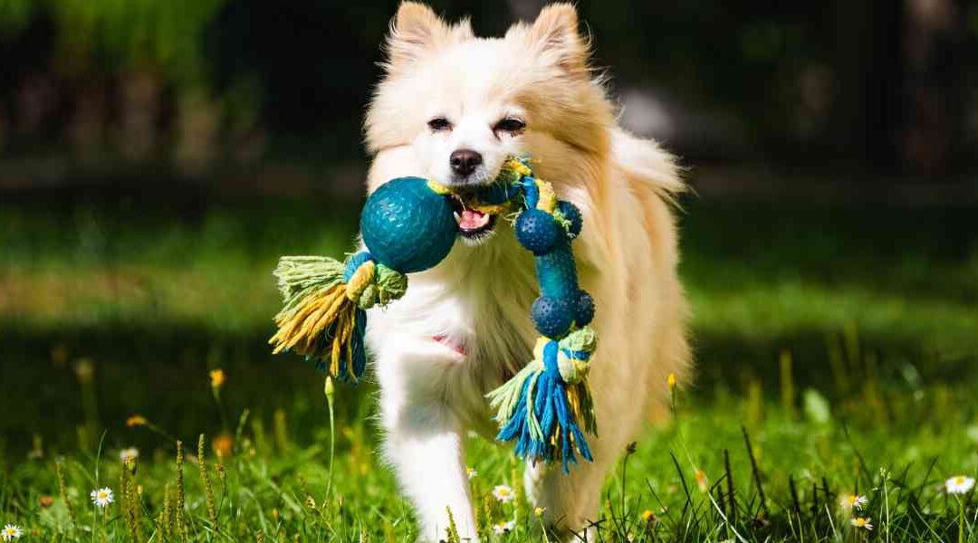 Springtime Dog Care in Florida: Shedding, Flea & Tick Prevention, and Home Cleaning Tips