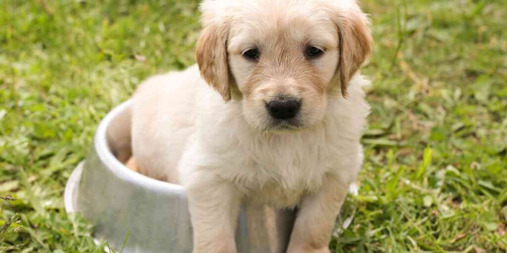 Golden retriever puppy sitting in a metal water bowl on green gras