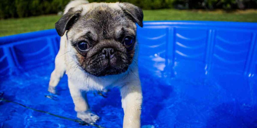 Pug puppy standing in a blue kiddie pool — cooling off in the heat.