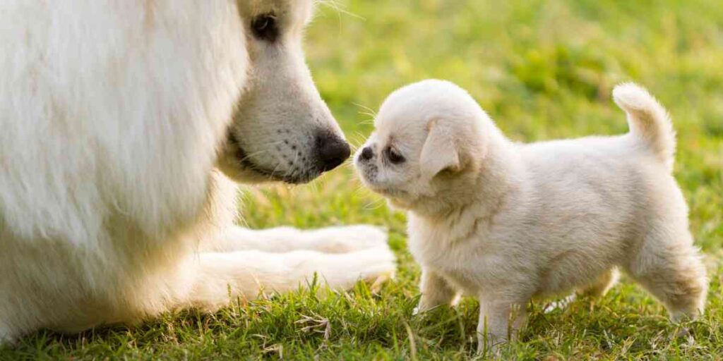 Small puppy touching noses with a big white dog in the grass.