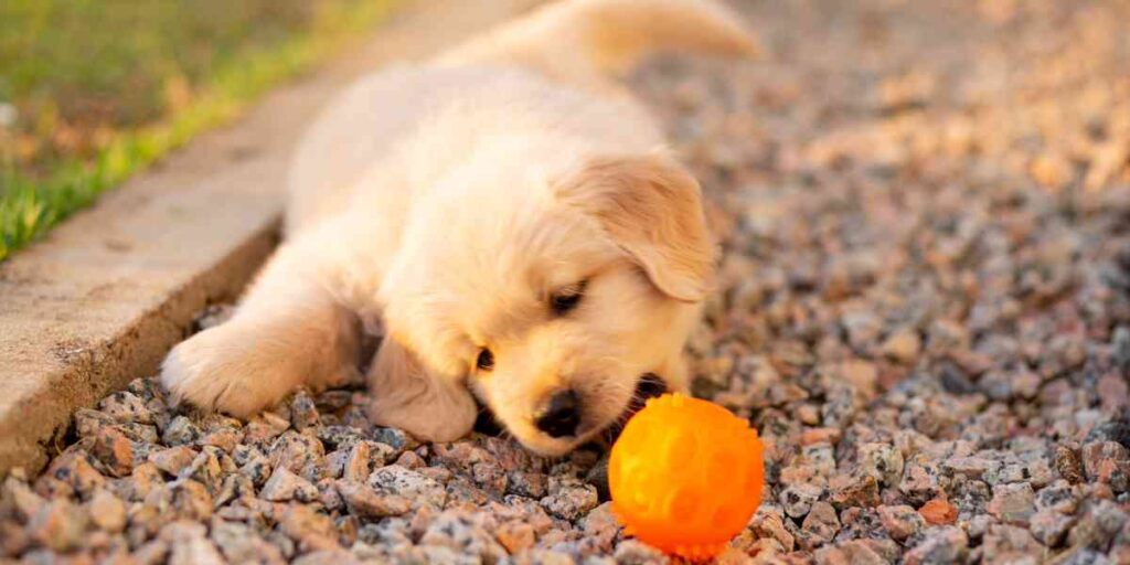 Retriever puppy playing with an orange ball in gravel at sunset.