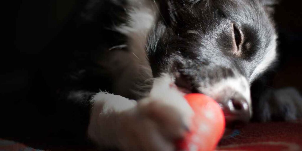 puppy chewing red Kong toy indoors during summer training in Port St. Lucie