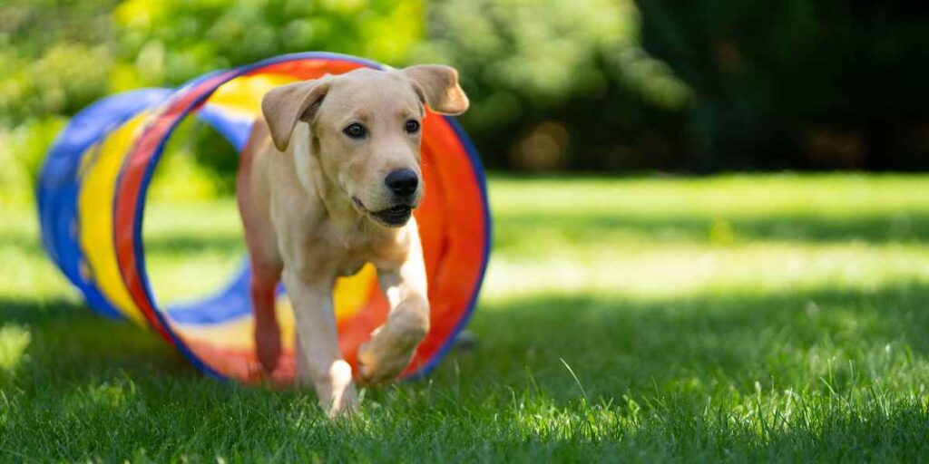 puppy training Port St. Lucie using colorful tunnel for summer confidence-building exercise