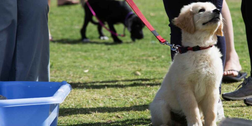 puppy training Port St. Lucie with summer outdoor socialization in Vero Beach park