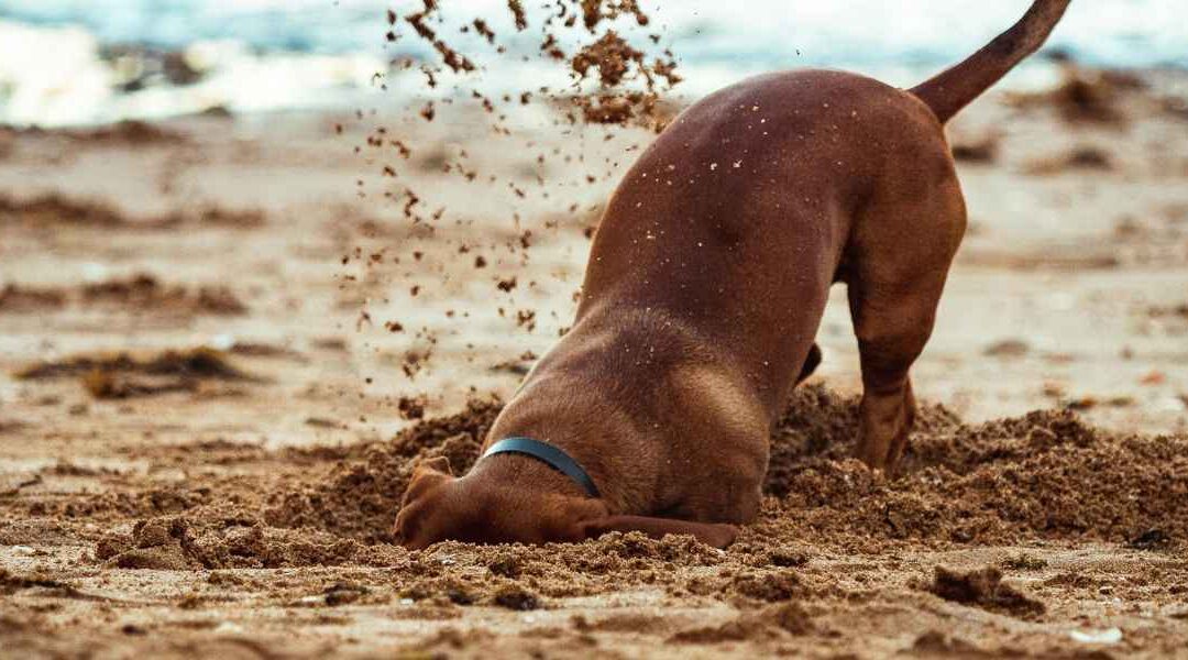 Your 30‑Day Puppy Timeline for Summer Success