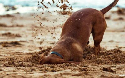 Your 30‑Day Puppy Timeline for Summer Success