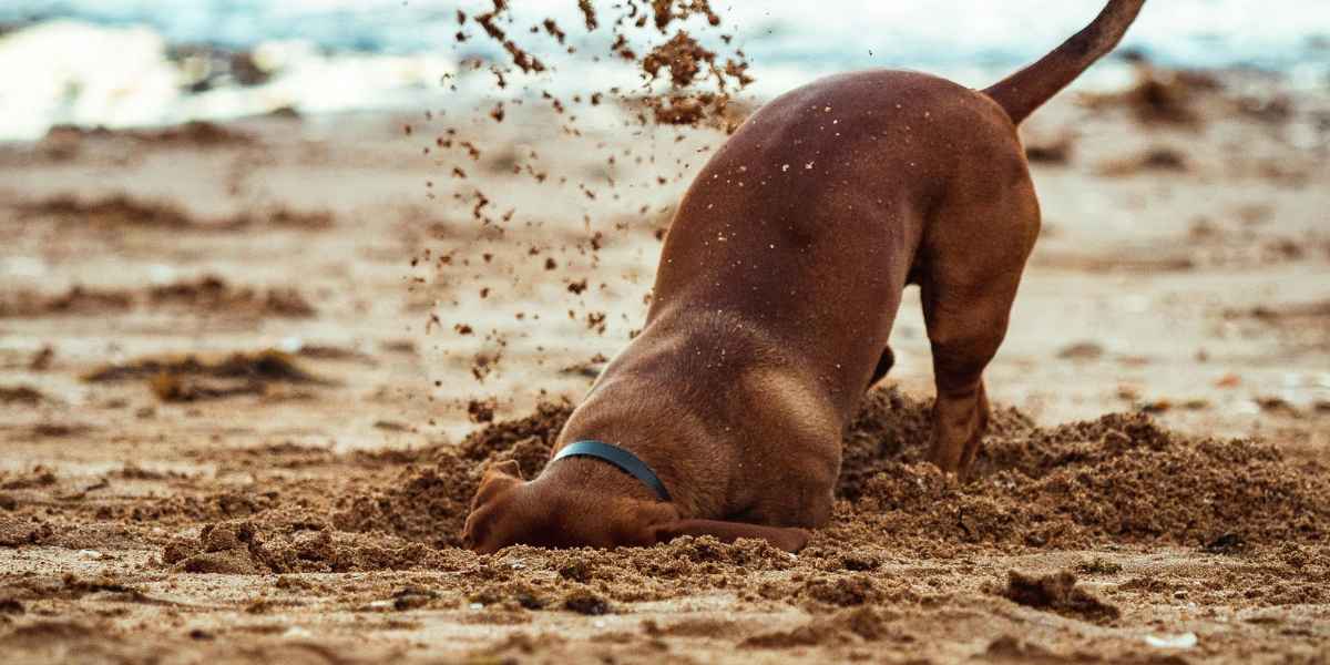 puppy training Port St. Lucie summer beach scene with playful digging