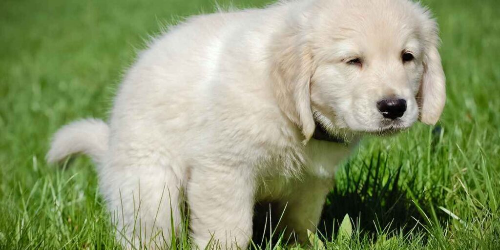 puppy potty training Port St. Lucie on grass during warm summer morning