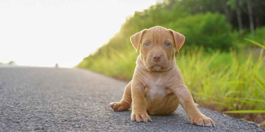 puppy recall training in Port St. Lucie on shaded evening trail