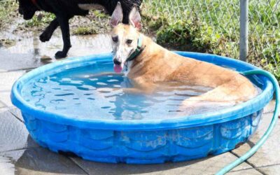 Surviving Florida Heat: Safe Summer Fun for Your