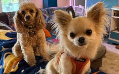 Exclusive Dog Daycare in Vero Beach: After School Club